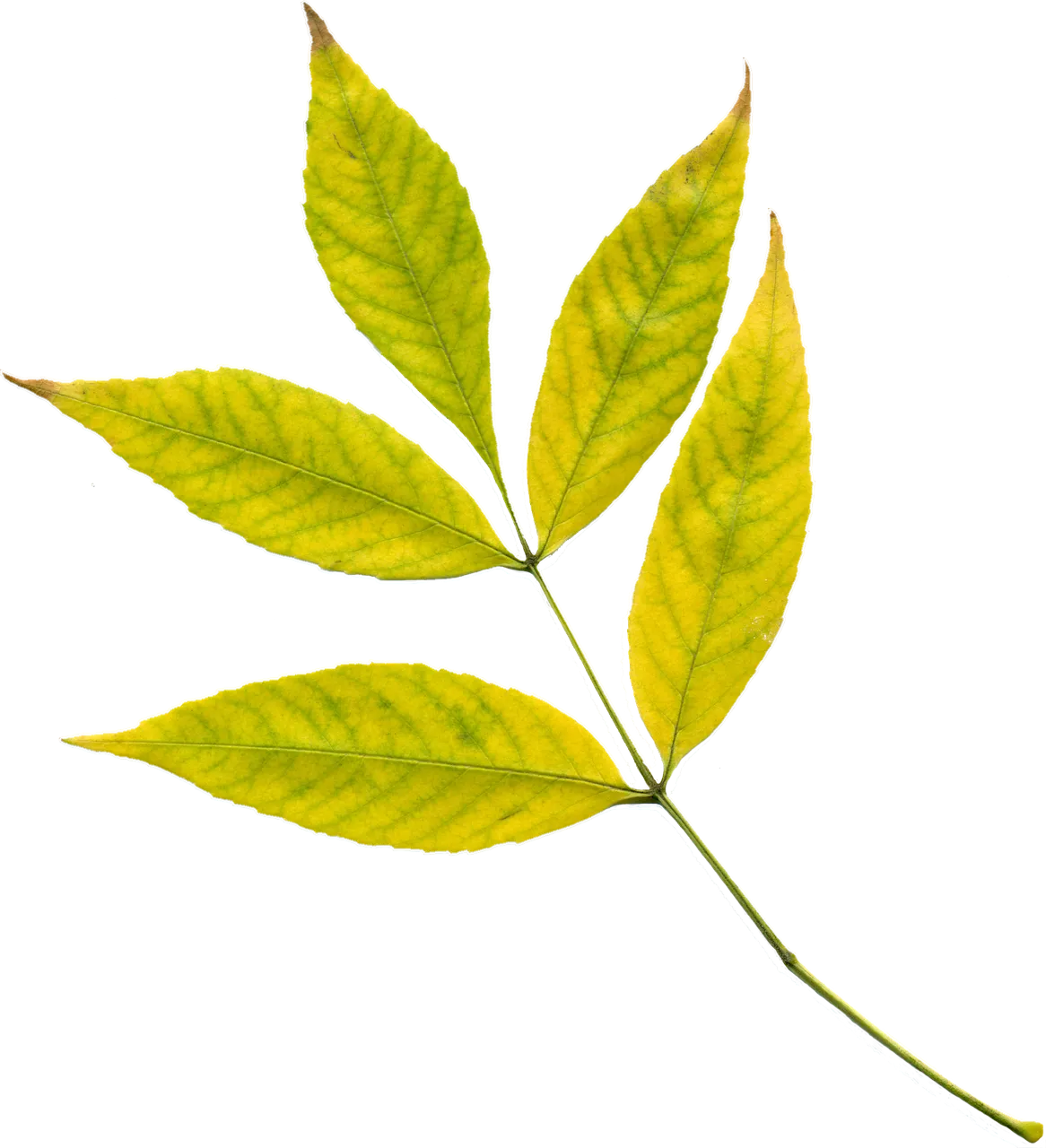 image-png-02